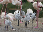 FZ029875 Greater flamingo chicks (Phoenicopterus roseus).jpg